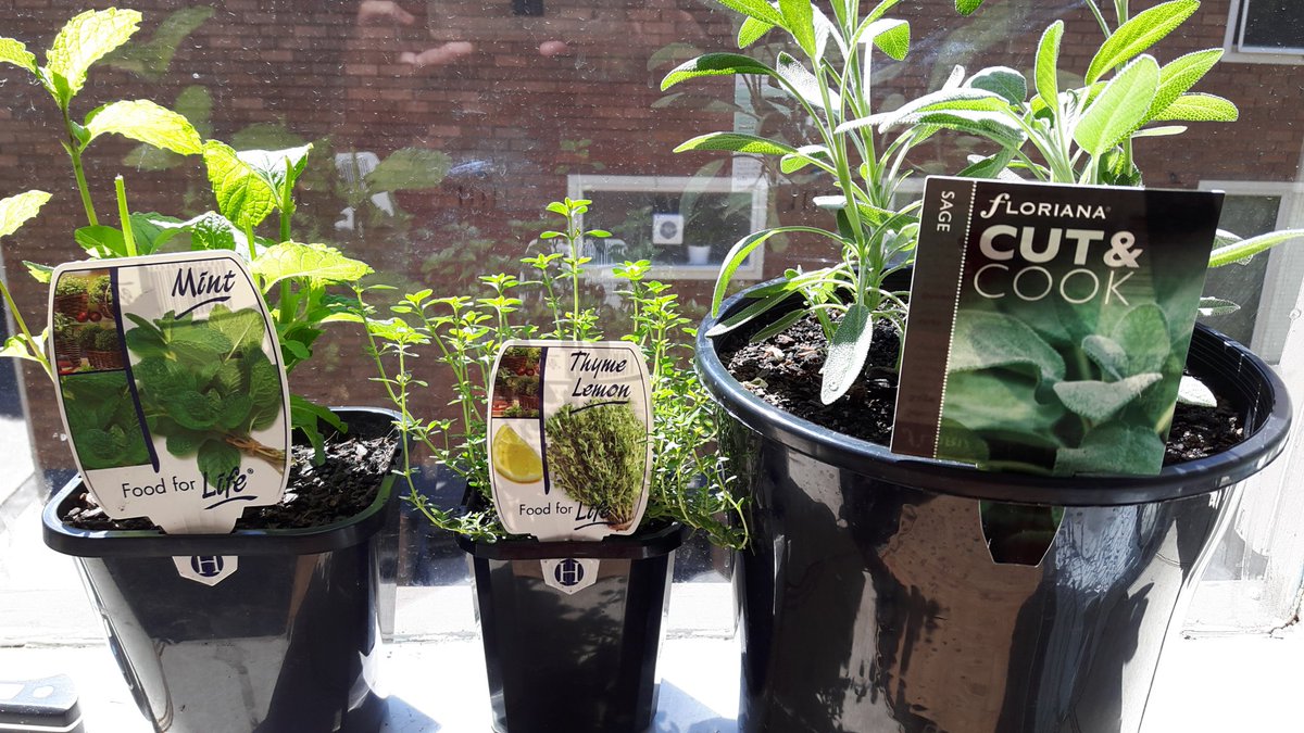 Aha.. actually we've got another companion. #growyourown #Mint for the whole family as well ❤ #sage #thymelemon