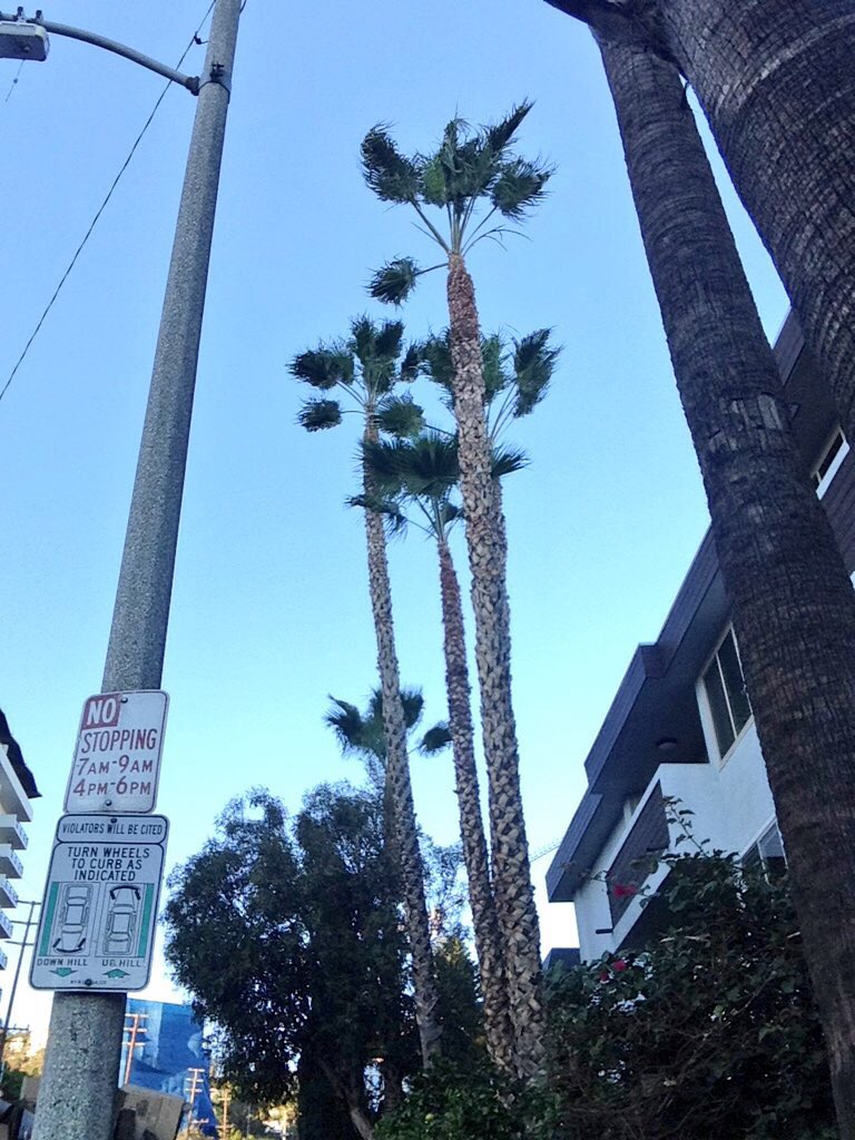 madisonjaye_'s tweet image. #MissingCali