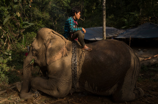 thomasfullerNYT's tweet photo. Myanmar's logging elephants on the dole
https://t.co/1MCYkFGDPv https://t.co/OIKEsVGa4X