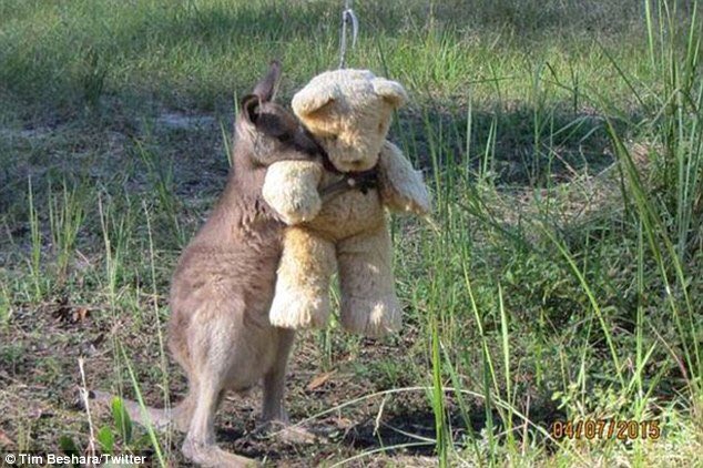 247razz's tweet image. Doodlebug is a orphaned baby. His rescuer gave him a teddy bear which he wouldn't let go. Goodnight everyone I'm out