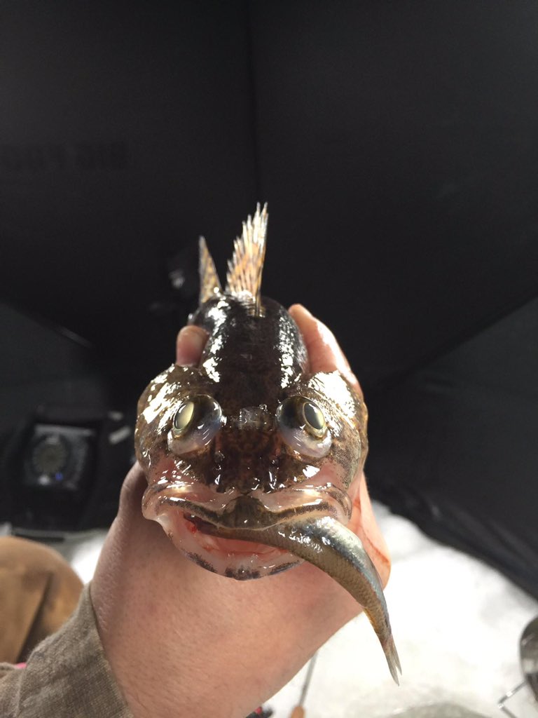 SoHookedOutdoor's tweet photo. Look at this hungry little sauger. Pulled the hook out and this is what he still had in his mouth. 🎣 https://t.co/DTa0yIKTdI
