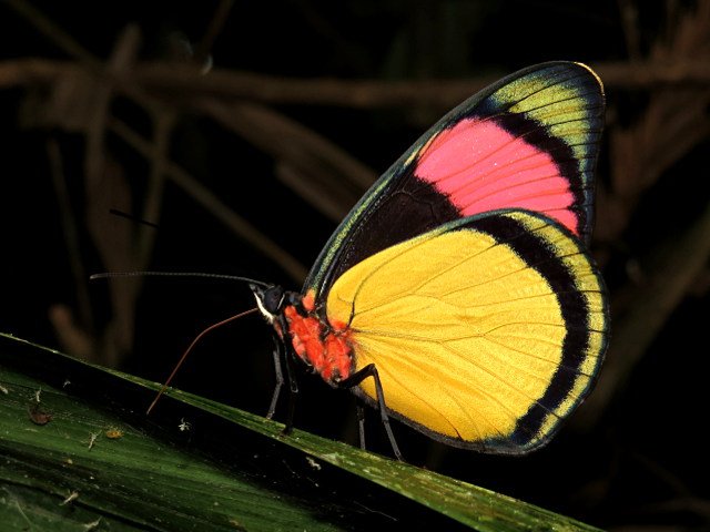 MariposaBT's tweet photo. Highlights from Day 4 in Ecuador, near Tena - seriously, am I supposed to choose just one #BugOfTheDay? Wimping out! https://t.co/Ibds8mhXcw