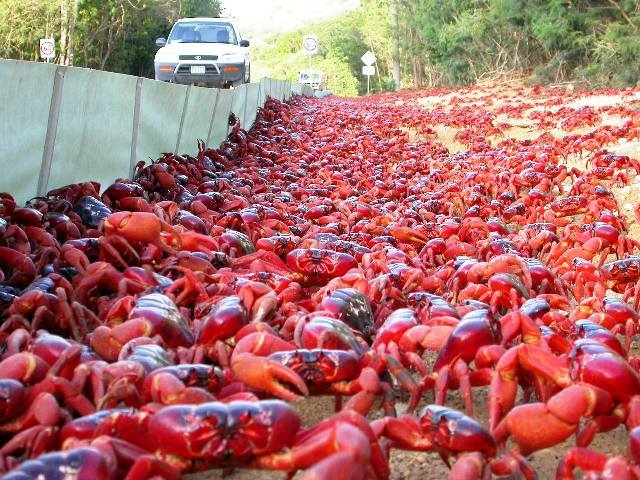 ecotripcuba's tweet photo. Migration of crabs in Zapata Swamp. @zapataswamp @crabsmigration @crabs @ecotripcuba @the_ecologist https://t.co/2dYKnKlLcc