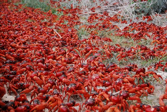 ecotripcuba's tweet photo. Migration of crabs in Zapata Swamp. @zapataswamp @crabsmigration @crabs @ecotripcuba @the_ecologist https://t.co/2dYKnKlLcc