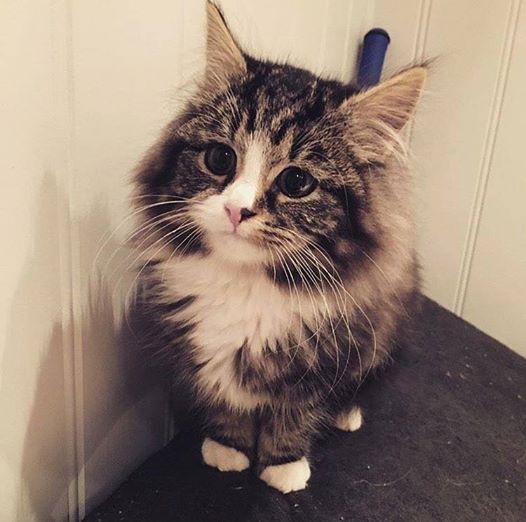 CutestPaw's tweet photo. <3 So fluffy!
►https://t.co/Z2wBYAcDpo◄ https://t.co/gJmJ4o1B1r