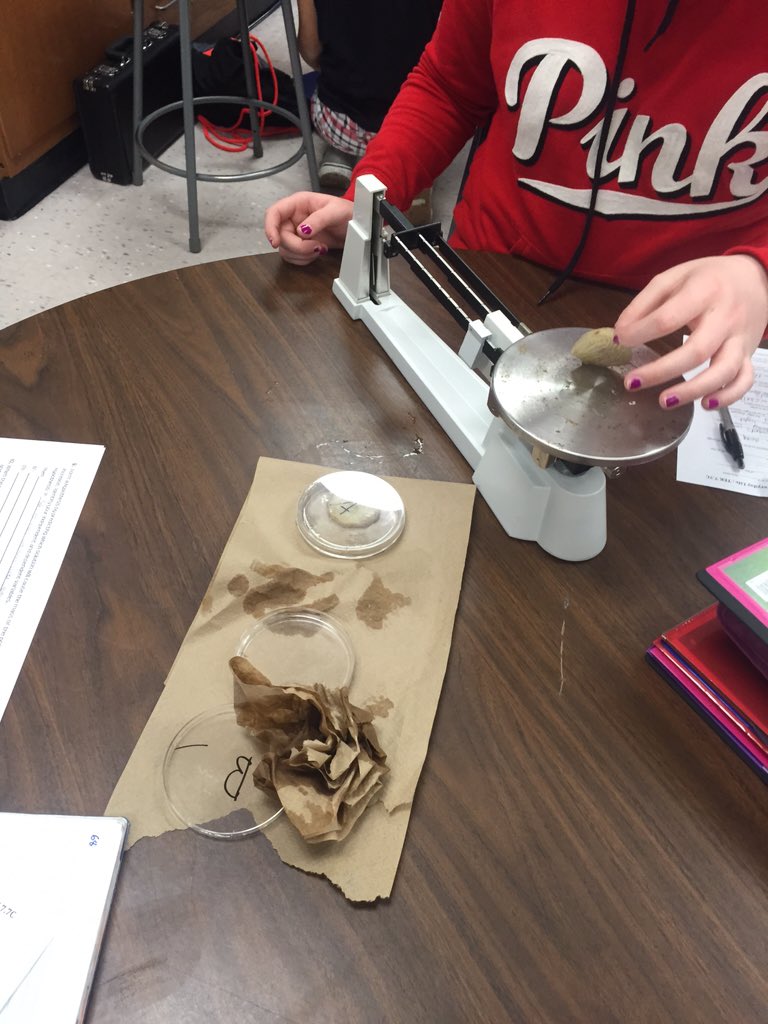 SCIENCEin406's tweet photo. Experiencing a change in Turgor Pressure in our potato slices! #7thgrade https://t.co/omdvugh4U2