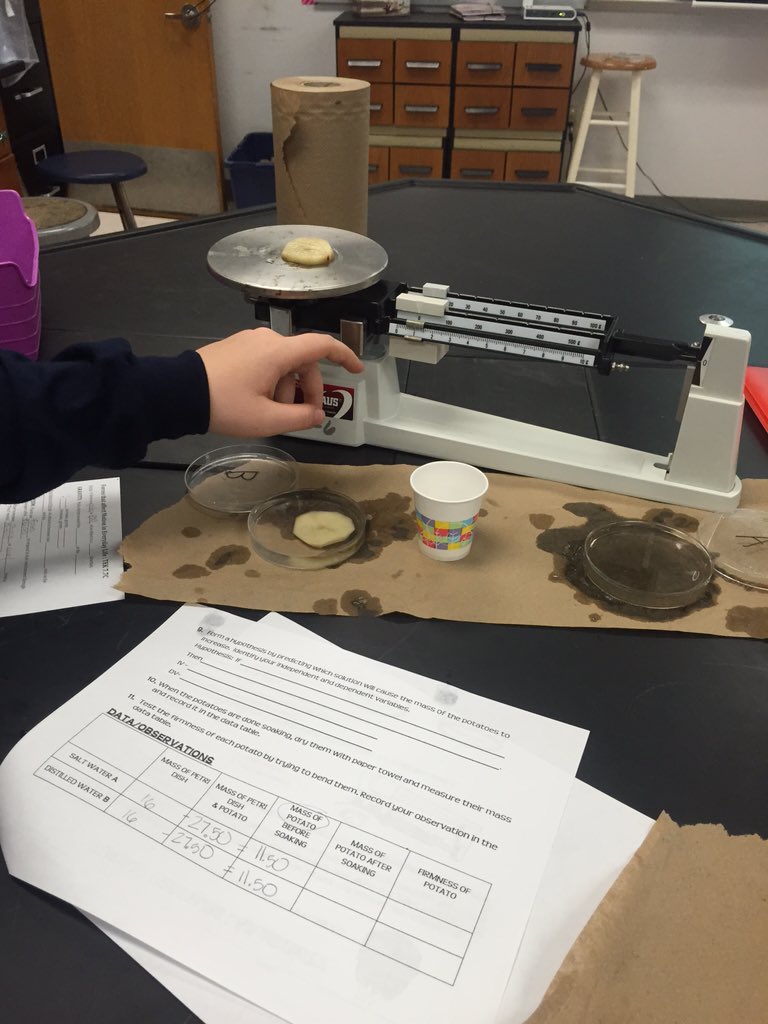 SCIENCEin406's tweet photo. Experiencing a change in Turgor Pressure in our potato slices! #7thgrade https://t.co/omdvugh4U2
