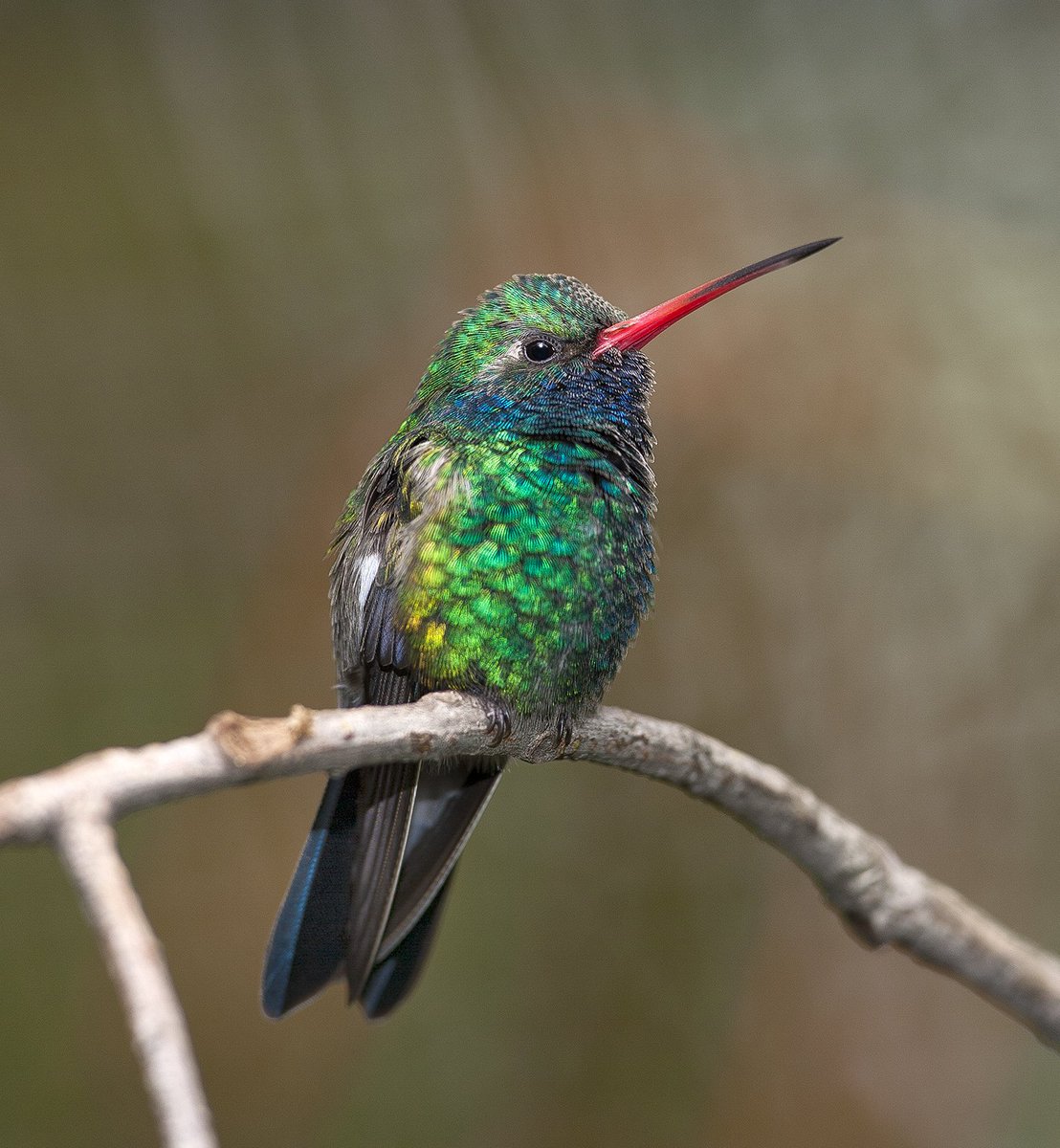 Embedded image permalink