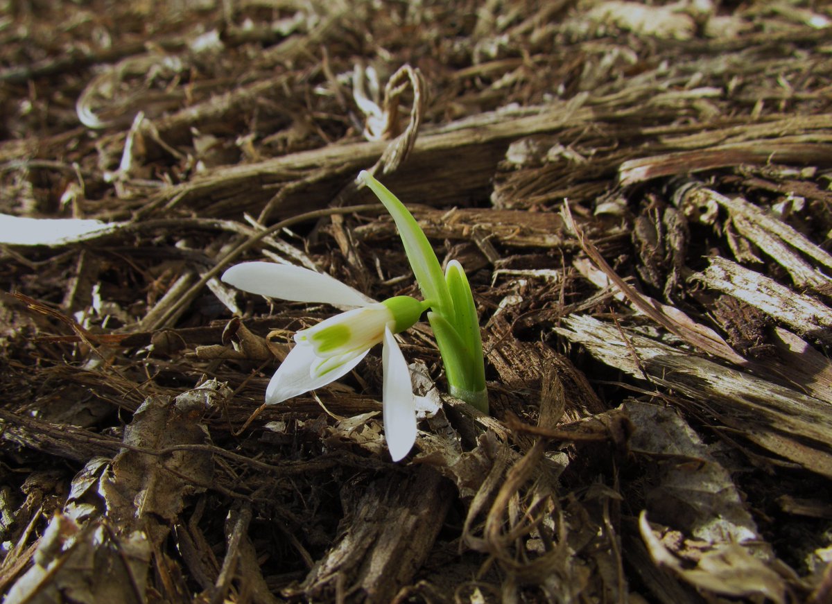 #iawx #midwestgardening Snowdrops bloomed today in my Des Moines area garden, Read more at iawx.net/2016/01/31/fir…