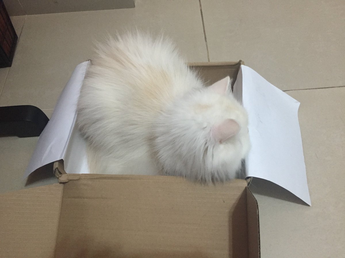 MoetBlindCat's tweet photo. Yay! Reached 5,000 followers 💖
And a new month begins...
...to hunt zombies...
from my box on #kittyloafmonday!
😈 https://t.co/T5DwCvmMLm