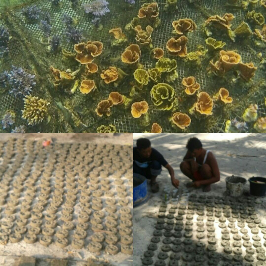 Penanaman terumbu karang di Pulau Pahawang (via <a href="/LikeThisventure/">Like This adventure</a> )