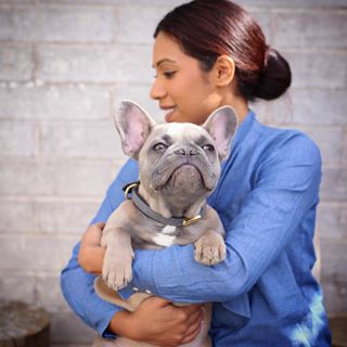 Frenchie_Cute's tweet image. I see you staring back bae...stop pretending 😌
Collar by @houndcollection #fromheadtohound findelight.net/frenbull_detai…