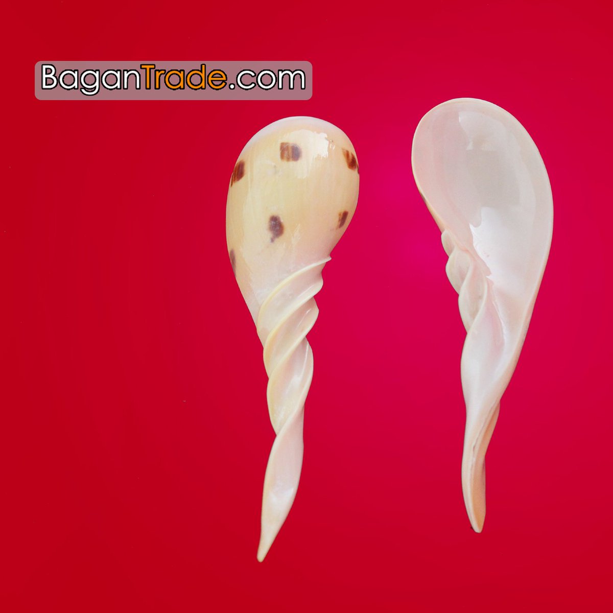 BaganTradeGroup's tweet photo. Nature Snail shell spoon for your nature dining would with #MyanmarExport quality handicraft https://t.co/FERIsdzTTI https://t.co/Y9uxzLzioQ
