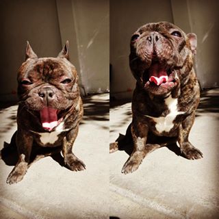Frenchie_Cute's tweet photo. #flashthebulldog #funnydog #frenchbulldogsofinstagram #frenchbulldog #fastestdogalive https://t.co/bj1jvKMlg1 https://t.co/UqC2FTFCGa