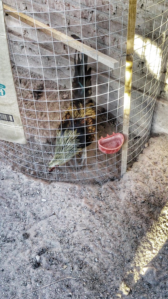 LRLLOfficial's tweet image. Un gallito que tenga buen Espolón😉👌🐓