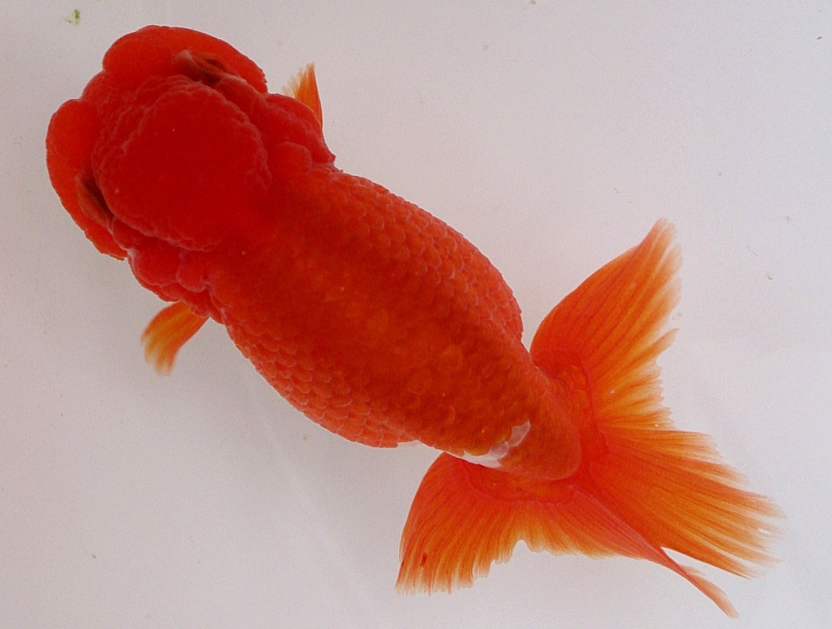 金魚ハウス 貧乏旅の無料宿 らんちゅうは子引きが始まってますね 我が家でもオランダの種親を冬眠から起こしました この４匹は依頼があってヤフオクに出品した宇野系らんちゅう３歳です T Co Vd0ighspdi Twitter