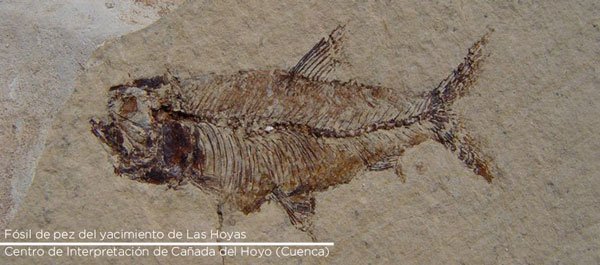 DipuCuenca's tweet photo. ¡No te pierdas la Ruta de los Dinosaurios de Cuenca, disfrútala! Más info en #viviendocuenca https://t.co/6Kwh7Upd8S https://t.co/fBPQ4FDH77