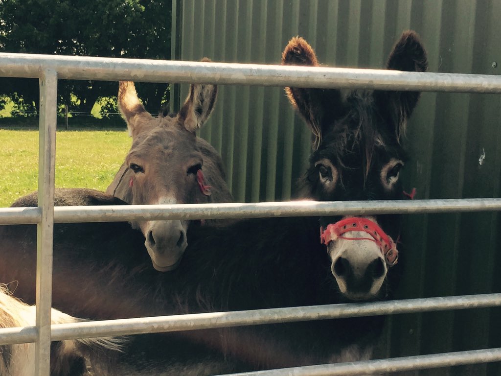 frippski's tweet image. @GlanbiaAgri Donkeys in Newbridge 😃 #SpringSnaps