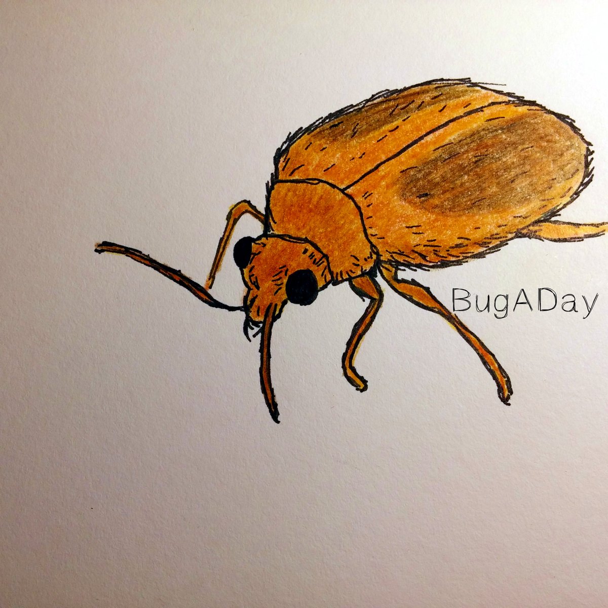 pencil_roll's tweet image. BugADay: Adult Marsh Beetles can be found on vegetation close to water.
#BugADay #insects #beetle #drawing #nature…