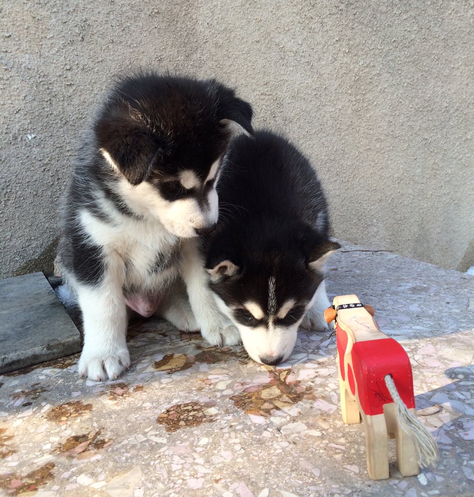raz2tri's tweet photo. #huskypuppy #kako #raz2triphoto #dogs #puppies #redcow @KaKo Husky puppies and @KaKo.  Енто хто? https://t.co/9luKl9dmhs