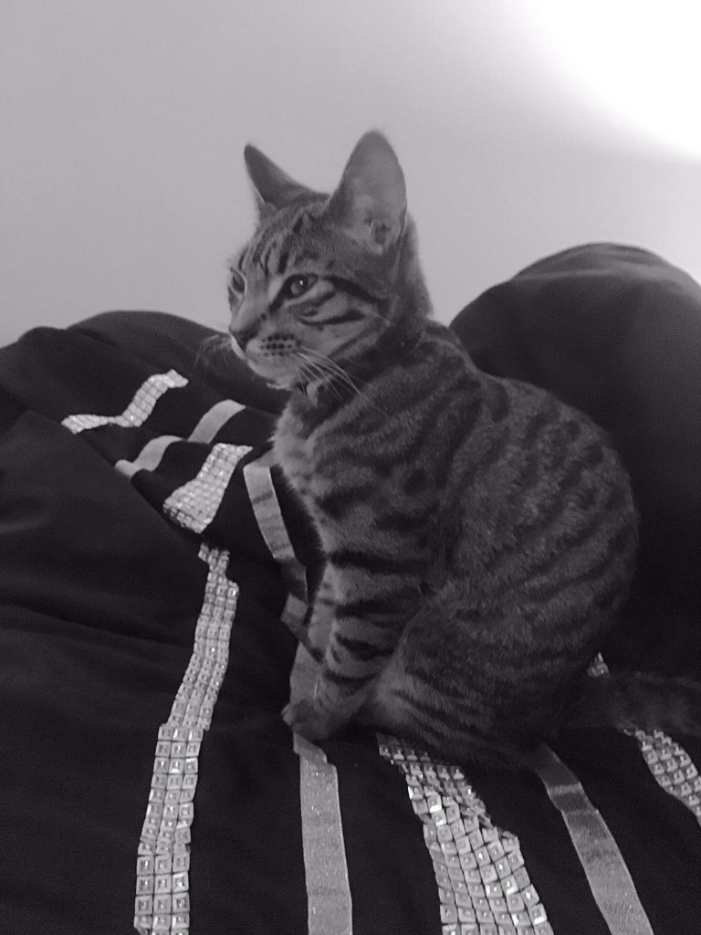 TigerBluebell's tweet photo. Good morning all #kittyloafmonday https://t.co/bochOJC2BF