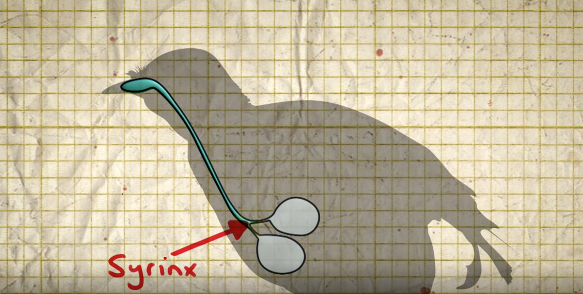 How are bids capable of mimicking sounds and voices? bit.ly/20cFCxl