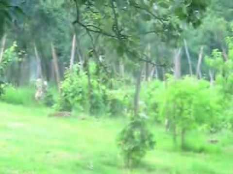 EmpireOfRelax's tweet image. goo.gl/3j4LUm --&amp;gt; #Forest sound #Adventure #ForestTypeOfEcosystem