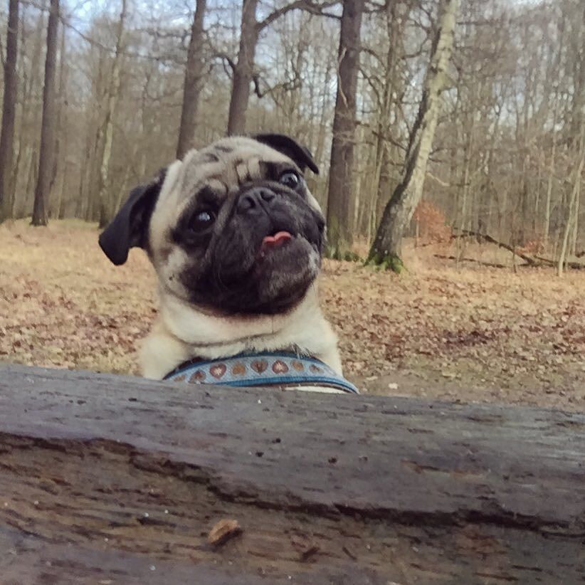 Puglee_Pug's tweet photo. Hello Monday, hello February🤗 #mops #möpse #mopstagram #mopsliebe #pug #pugs #pugstagram #puglife #puglove #pugsofi… https://t.co/ya8FpfS705