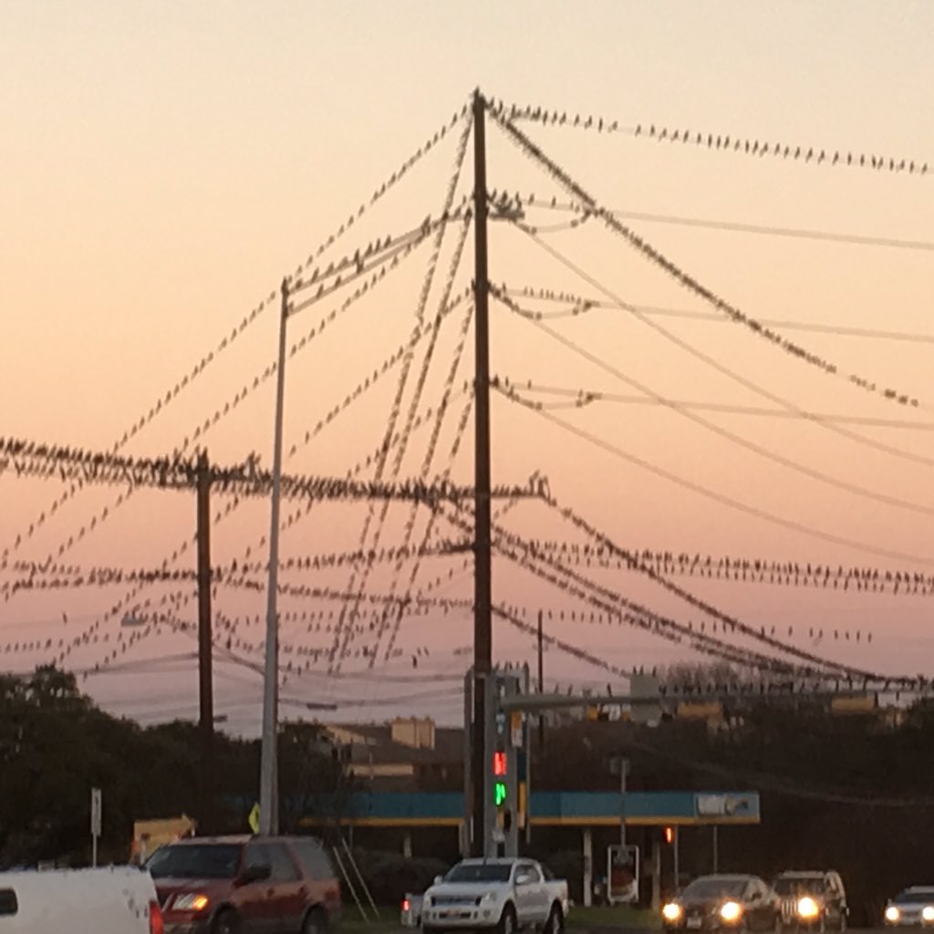 MelissaLawon's tweet photo. No matter where you are you can find something #beautiful here in #Austin #FromWhereILyft @lyft @AskLyft #birds https://t.co/lwzQQyYrgA