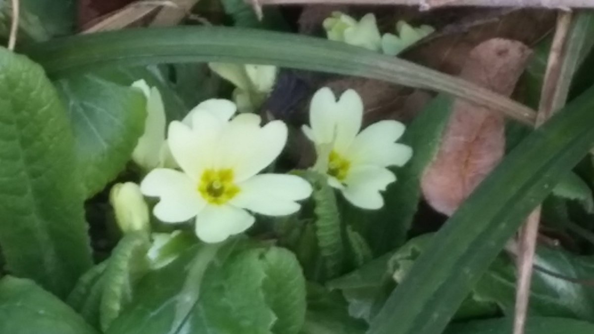 PredragFurdin's tweet image. Dobro jutro! #Veljača #JaglacTime. Još samo 6 ponedjeljaka do proljeća.