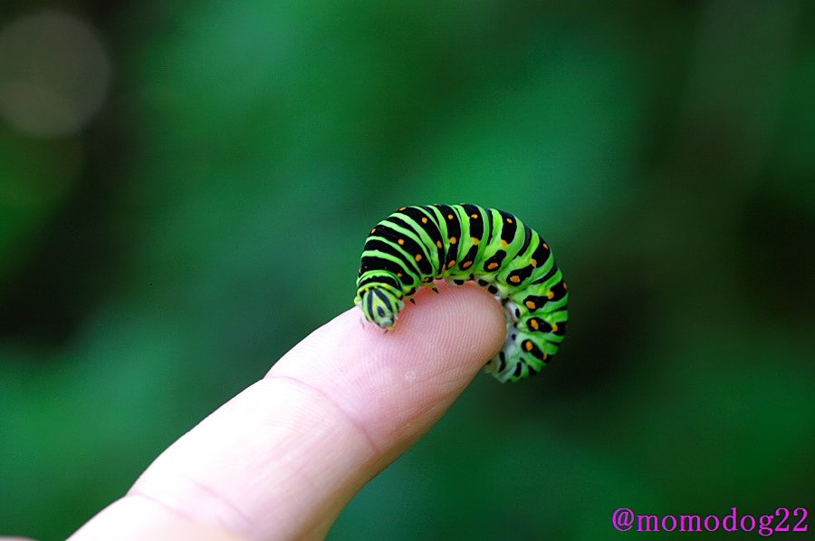 もも Twitterissa 美しくかわいい幼虫たち アケビコノハ オオスカシバ キアゲハ クスサン 手乗り昆虫 T Co Bqia58kdyq