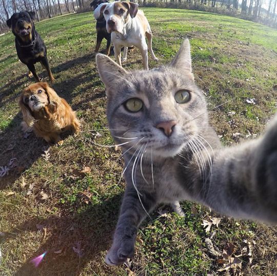 Yahoo's tweet photo. Meet the cat that rules at taking selfies  https://t.co/MFSNU6ChCe https://t.co/na5g7TgqGw