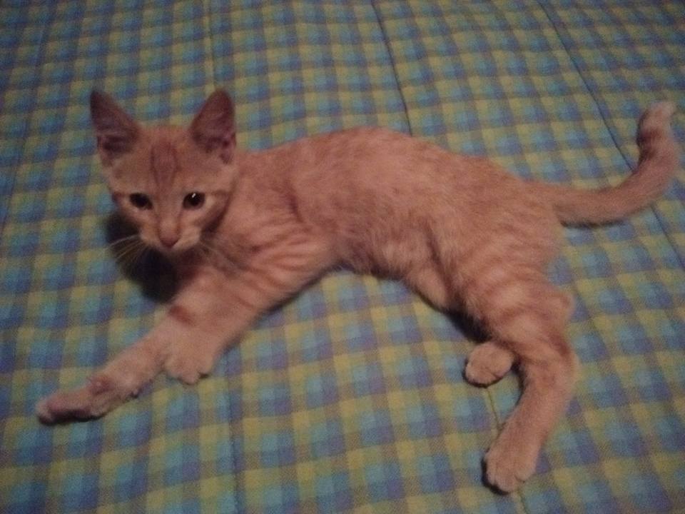 Adoptalos Chile tweet media