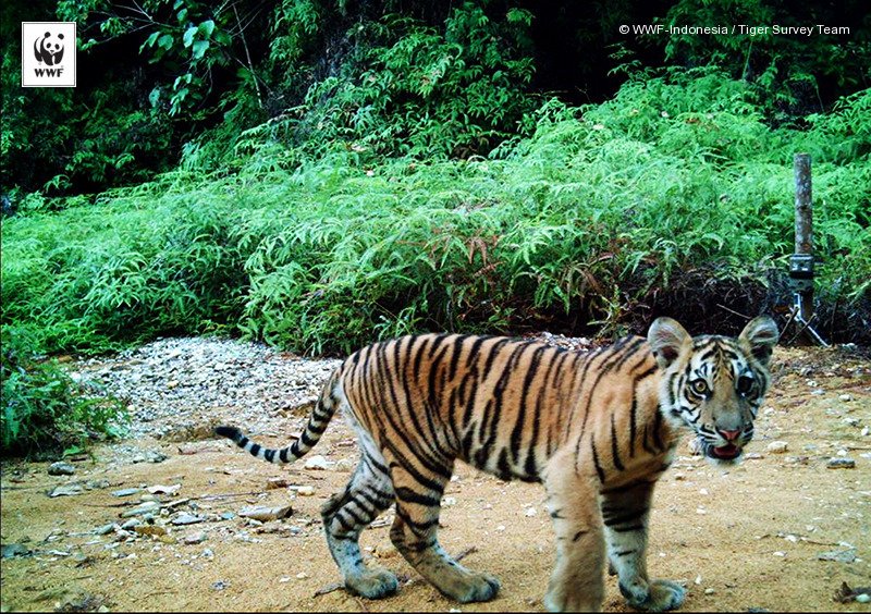 WWF_ID's tweet photo. Hilangnya suatu spesies penting memiliki efek domino yang menyebabkan hilangnya spesies lain #EmptyForest https://t.co/FzPhmuOxHx