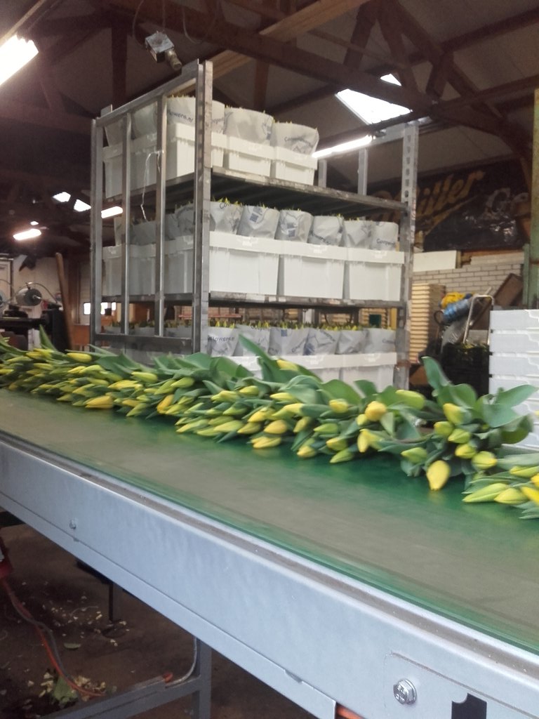 DirkKoper's tweet image. Het vliegt erover mooie strong gold bij cooperflowers