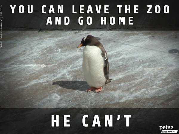 PETAShares's tweet photo. Penguins don't deserve prison.

Please don't pay to see them in #zoos.

#BoycottTheZoo https://t.co/tjXhTCzJSz