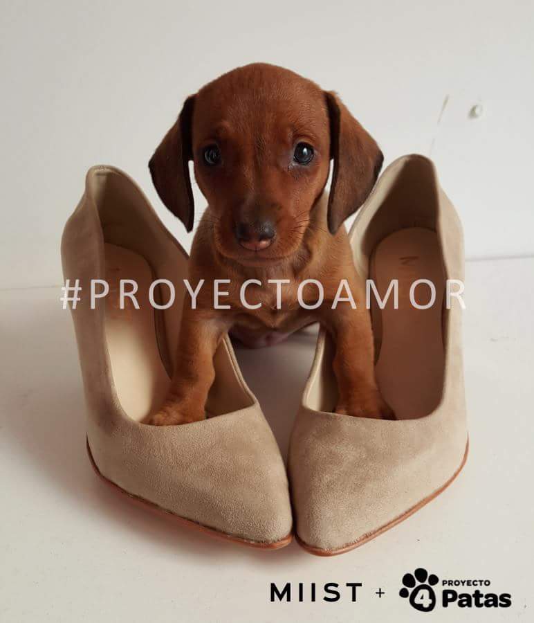 MiistShoes's tweet photo. #PROYECTOAMOR
En Febrero cada compra en @miistshoes se donaran $100 a @Proyecto4Patas #crueltyfree #AdoptaNoCompres https://t.co/Y7h4qsqapU