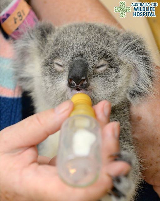 sunshinecoastoz's tweet photo. TLC for Lucy the Koala at the #AustraliaZooWildlifeHospital. Pic: @AustraliaZoo #VisitSunshineCoast @Queensland https://t.co/Fh3apLXjP7