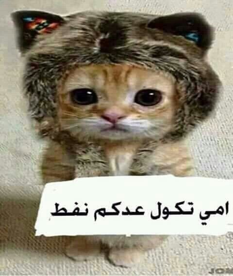 امي ادكول عدكم نفط ههه