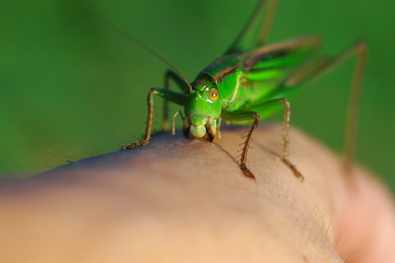 もも בטוויטר ちょっと難易度が高めのキリギリス でもメスは手を出すと簡単に乗ってきます ただし放っておくと2枚目3枚目のように皮膚を破り血を肉を喰いだす直翅目きっての肉食系女子 美しいフォルムだ 11年撮影 手乗り昆虫 T Co Yehuhioga1