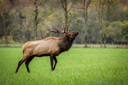 LandToHunt's tweet photo. Find good private property to start hunting big game on https://t.co/hUQCiwkveU https://t.co/Z3N7W2eRgA