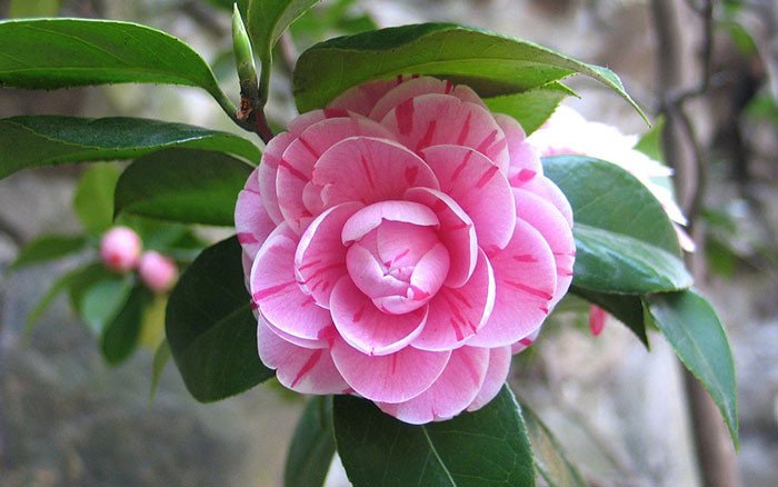 daviddomoney's tweet photo. February Plant of the Moment: How to grow camellias with @HTANews https://t.co/FCbISiaNec https://t.co/otuh62Tf3G