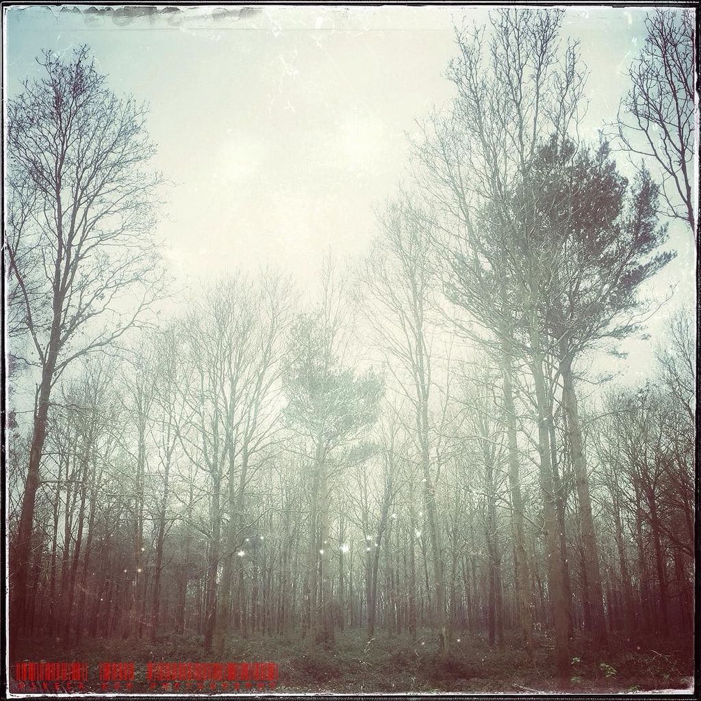 VivecaKohPhotog's tweet photo. Magic Wood #iphone #iphoneography #trees #winter #sky #pale #moody #sparkle #magic #atmosp… https://t.co/2APKnhtahr https://t.co/O6TIskewml