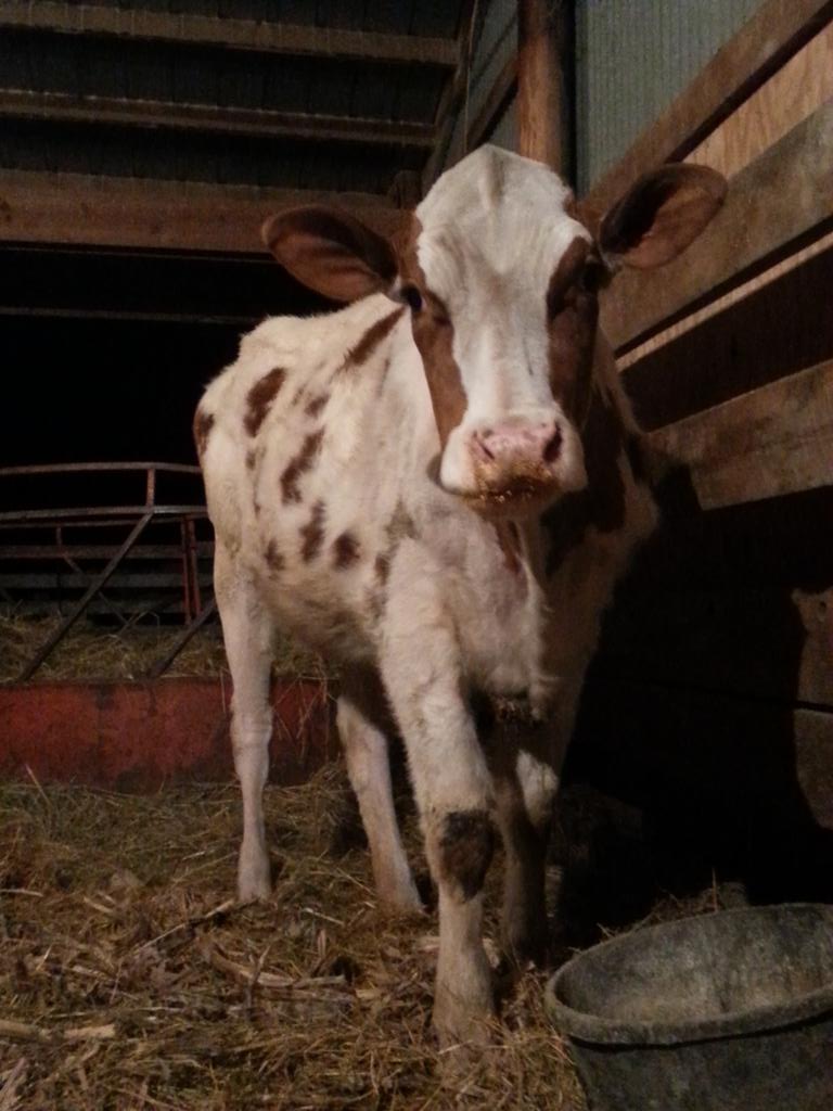 schmitt_show12's tweet photo. Cold cows eat more, and Trixie loves to eat. #trixietime https://t.co/8sx1iByqly