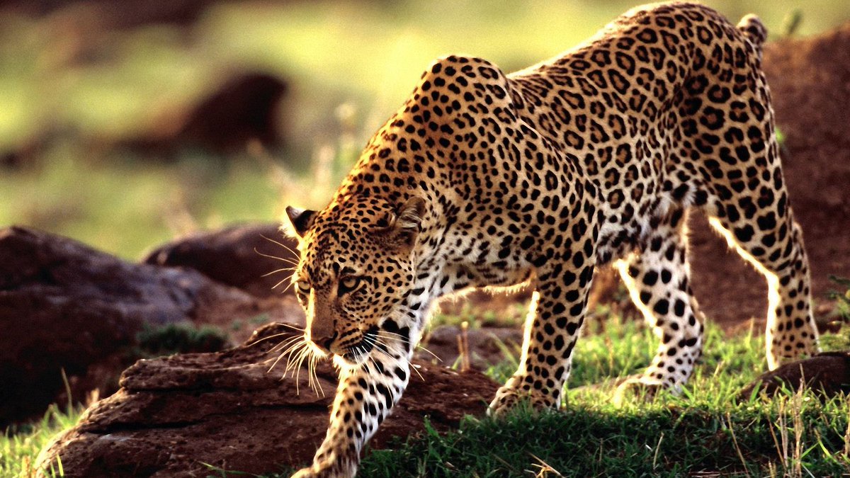 BergsigGameFarm's tweet photo. South Africa bans leopard trophy #hunting for 2016 https://t.co/aDvjxukyoB https://t.co/ClEHcLobQ2