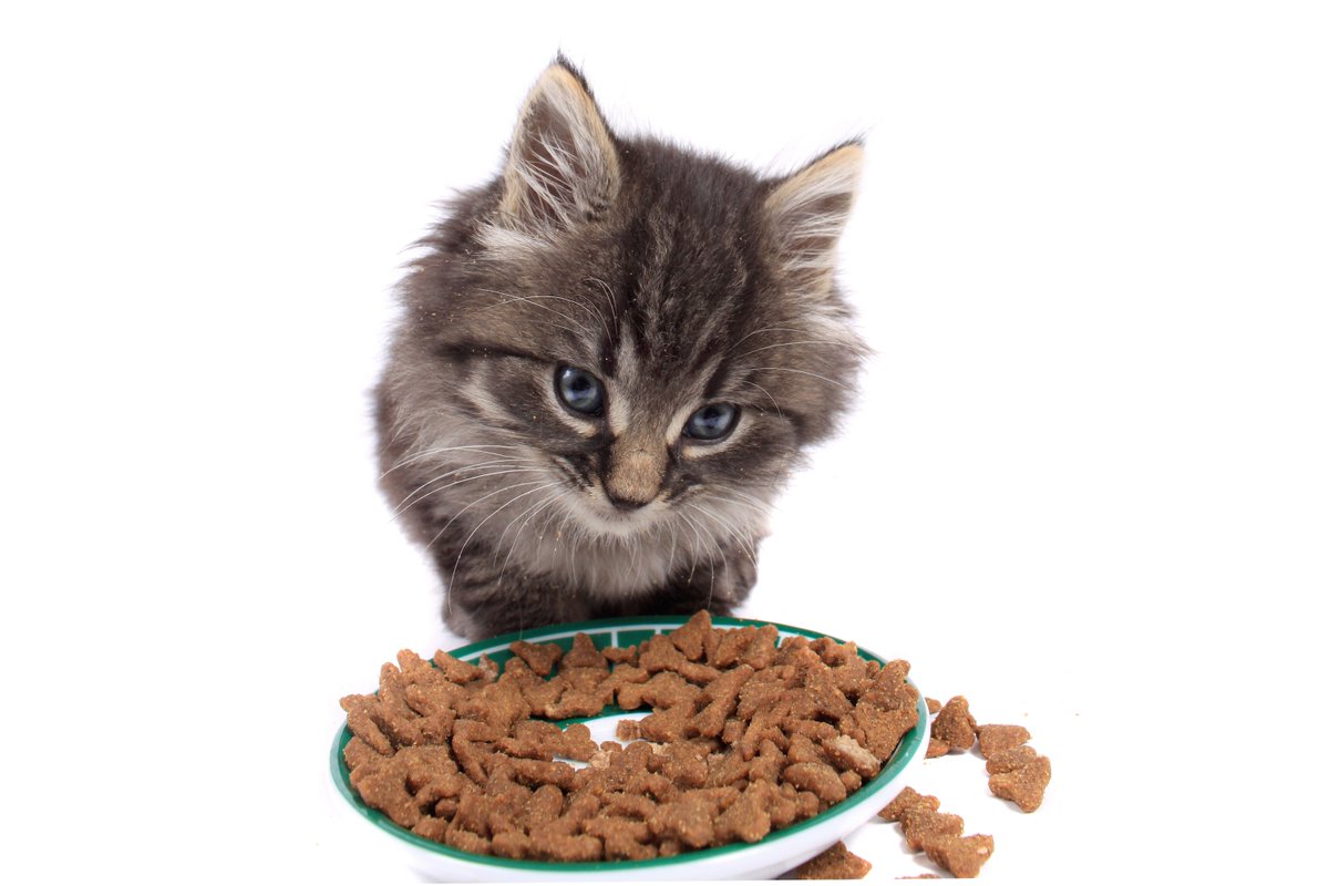 AshbridgesVet's tweet image. Buying #PetFood online through us is fast, convenient and saves 5% #SaveC$ ow.ly/XIQKj