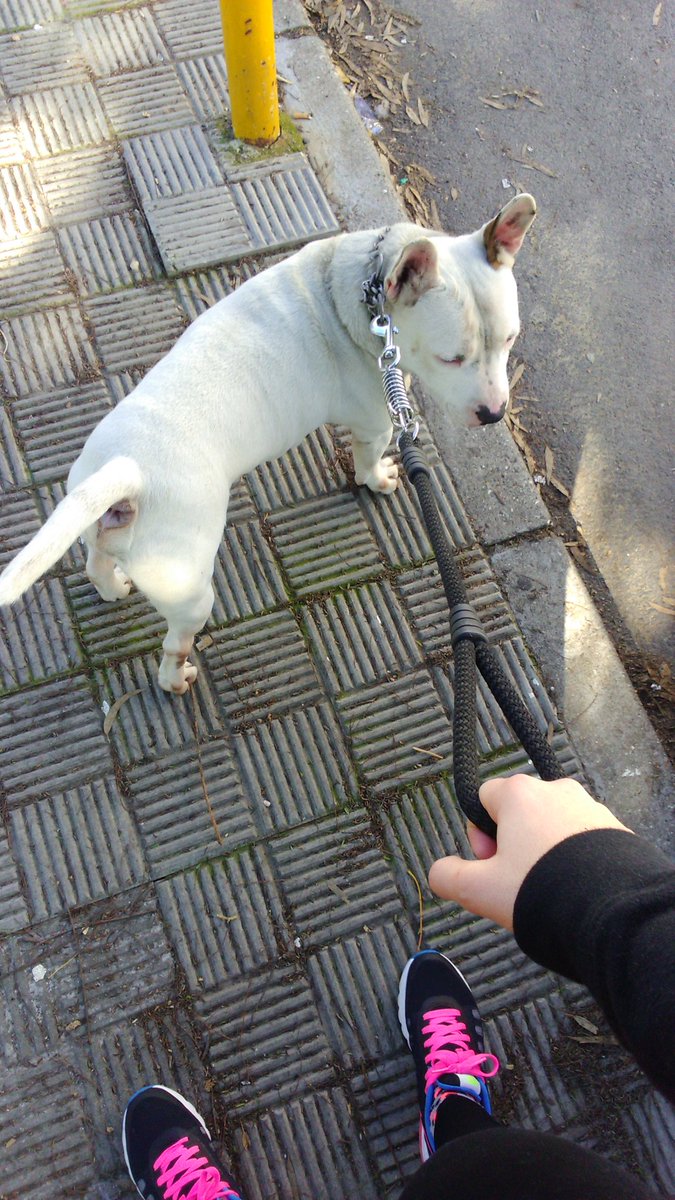 MariaAcalG's tweet photo. Buena mañana de deporte con el fiera !!! 💪🐕 https://t.co/0ELJiv78XR