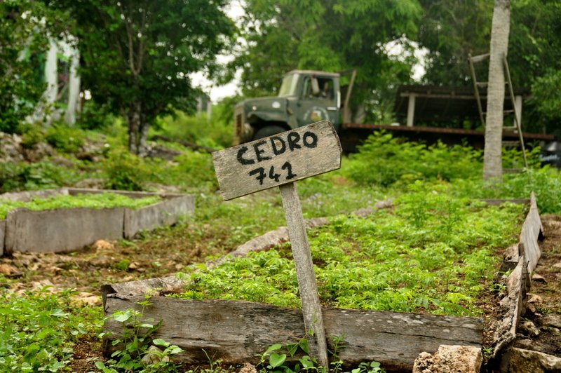 TheTreeHub's tweet image. La préparation des plants en pépinière est une étape importante d'un projet de #reforestation