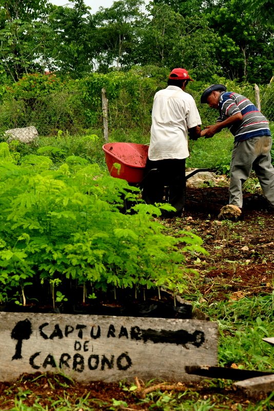 TheTreeHub's tweet image. La préparation des plants en pépinière est une étape importante d'un projet de #reforestation