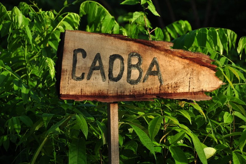 TheTreeHub's tweet image. La préparation des plants en pépinière est une étape importante d'un projet de #reforestation